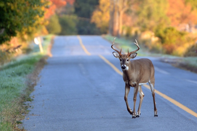 A deer stands in the middle of a paved road in the autumn season.