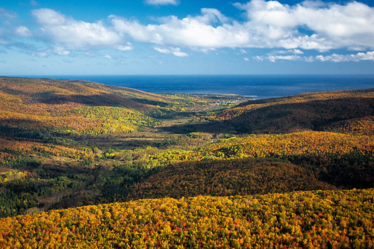An aerial view of a vast forested landscape full of fall colours with a waterbody far in the distance.