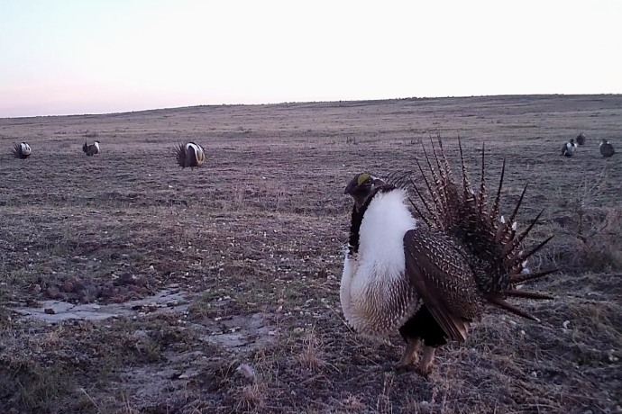 Neuf grands oiseaux au plumage orné de blanc et de brun. 