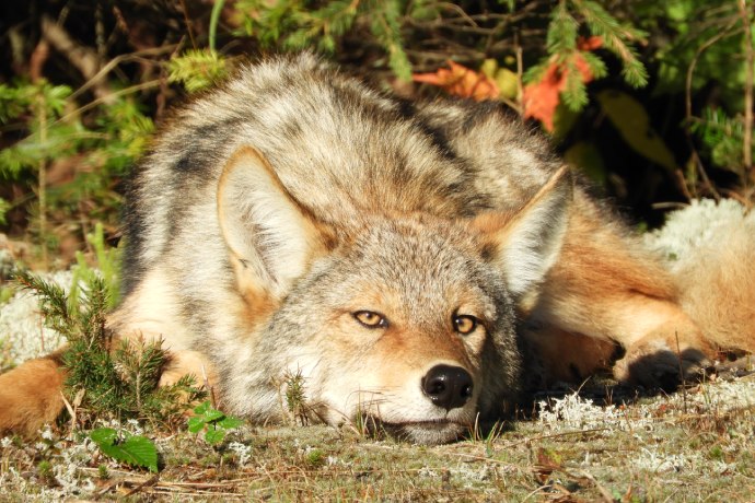 An adult wolf rests on the ground.