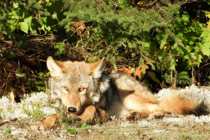 An adult wolf rests on the ground and licks its paw.