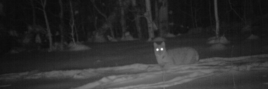 Photo de nuit d'un lynx dans la neige.