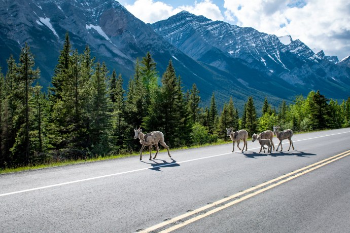 A group of 4 adults and 1 baby sheep walk along the paved road.