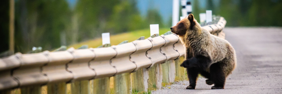 A large brown bear climbs over a metal railing along a paved road toward the forest side.