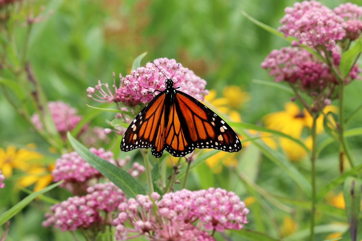 An orange and black stripped butterfly sits on a pink flower.