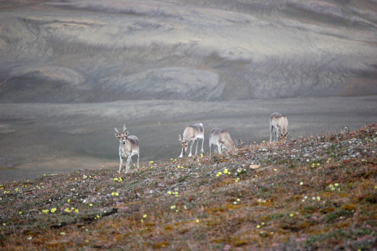 Four caribou walks on tundra with glacier mountains in the background.