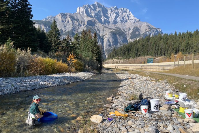Un employé de Parcs Canada est agenouillé dans un ruisseau au milieu d’une grande montagne et de nombreux équipements sur la rive.