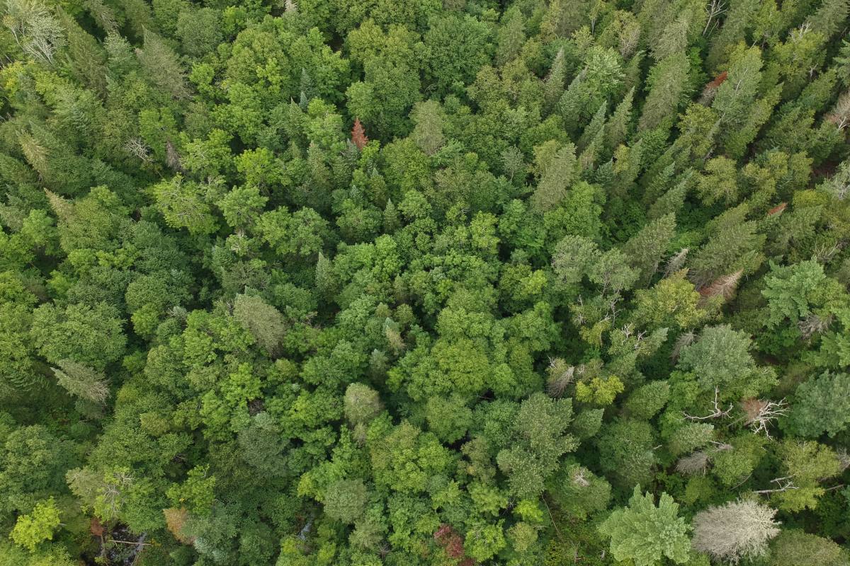 An aerial view of a canopy of green trees.