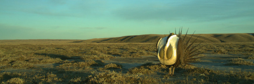 A male Greater Sage-Grouse.