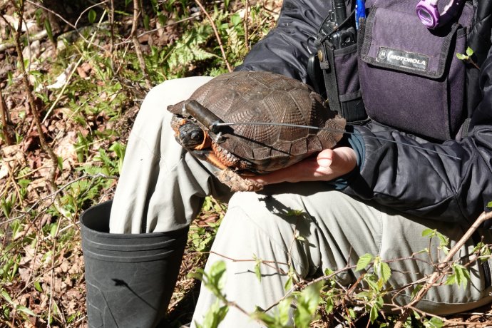 Une tortue portant un émetteur radio.