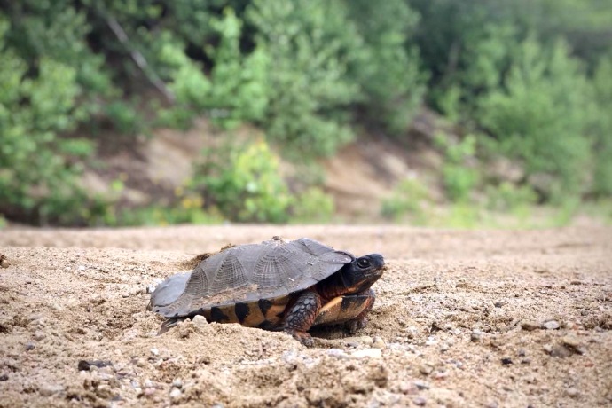 A turtle rests among sand with green vegetation in the background.