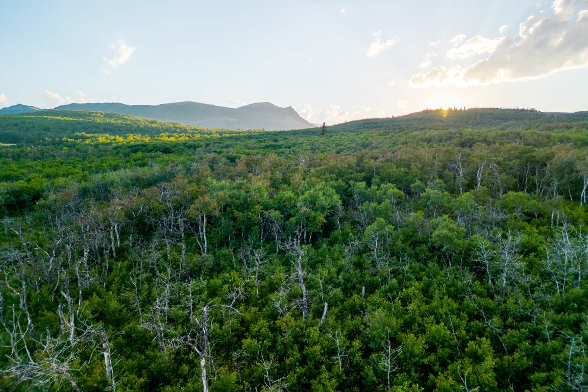 Vue aérienne d’un vaste paysage de forêts verdoyantes et d’une montagne au loin.