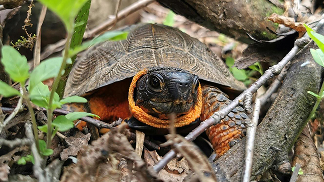 A wood turtle on the forest floor, surrounded by leaf litter and sticks.