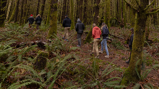 A group of people walk along a path in a forest of ferns and moss-covered trees