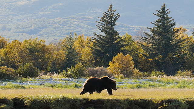 A grizzly bear walks along a riverbank in a wide river valley.