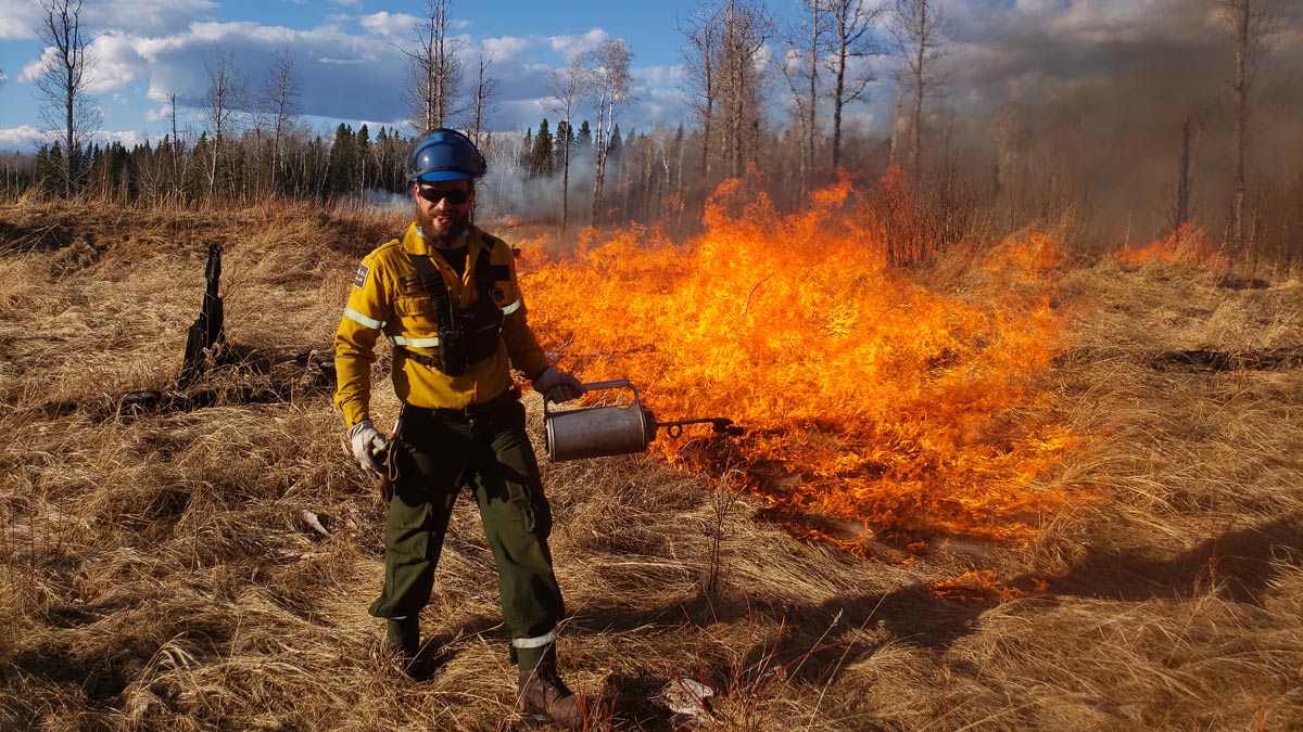 A fire crew member is shown holding a drip torch while igniting cured grass in Prince Albert National Park