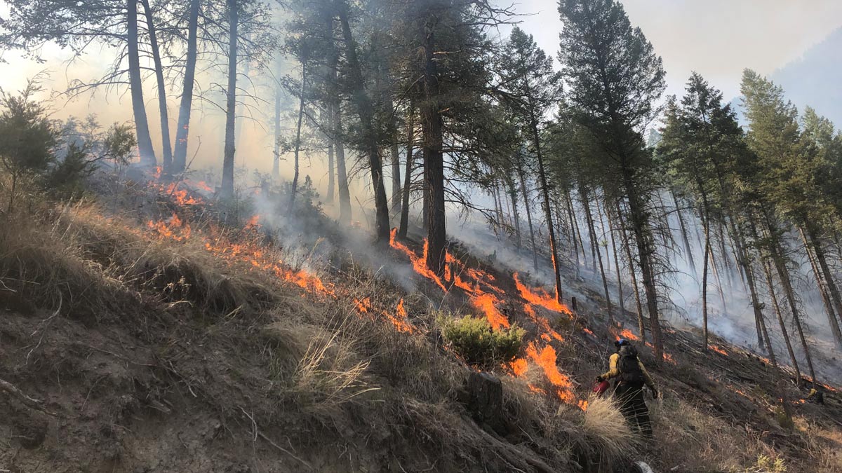 A fire specialist uses a drip torch to ignite the side of a steep grassy hill as part of the Sinclair prescribed fire in Kootenay National Park. 