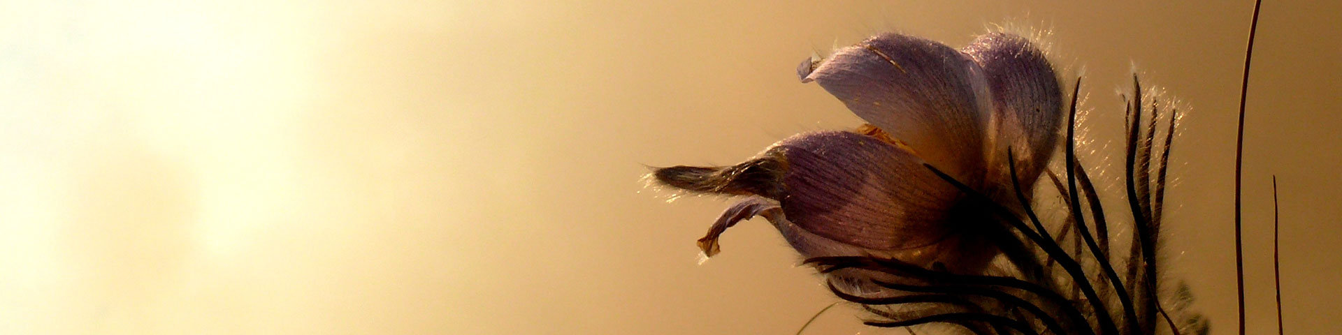 A prairie crocus flower is shown in the foreground with dense wildfire smoke in the background