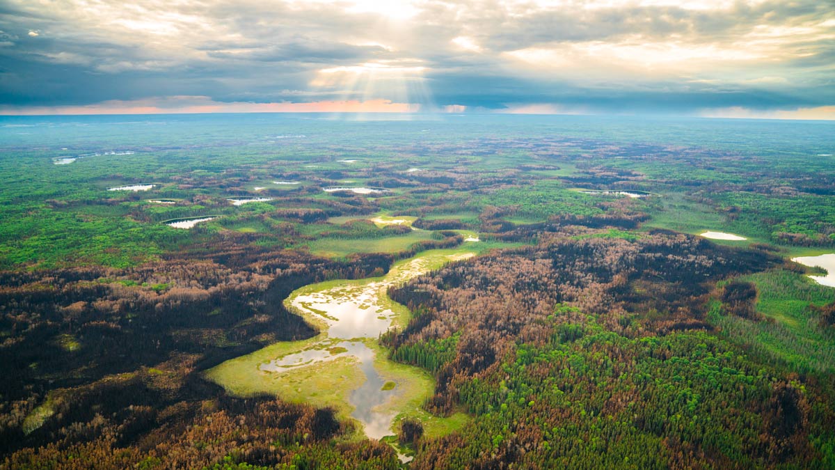 A diverse landscape in Prince Albert National Park is shown with patches of burnt forest, green trees, and wetlands.