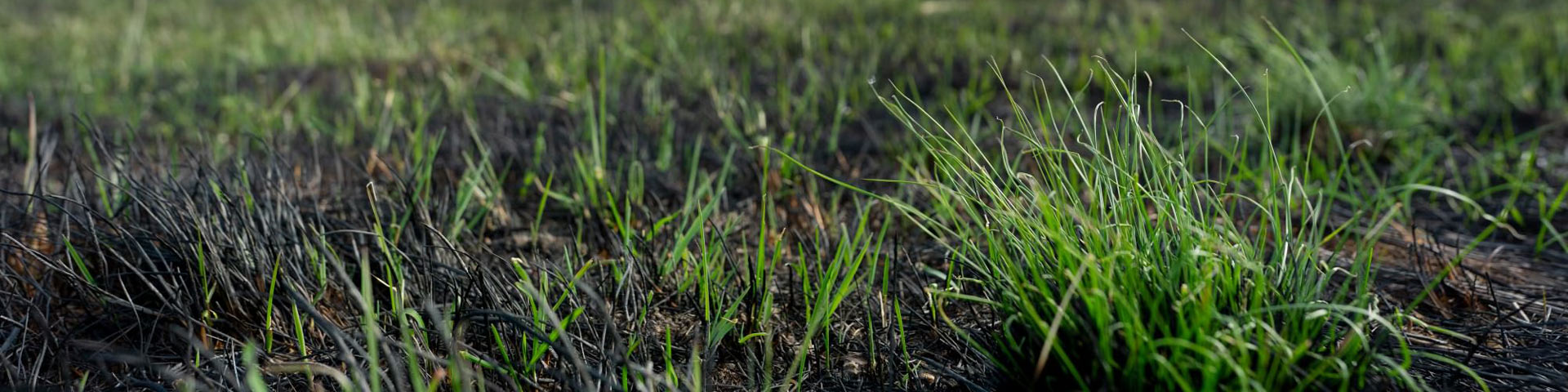 Fresh green grass pops out of the recently burned ground in Jasper National Park. 