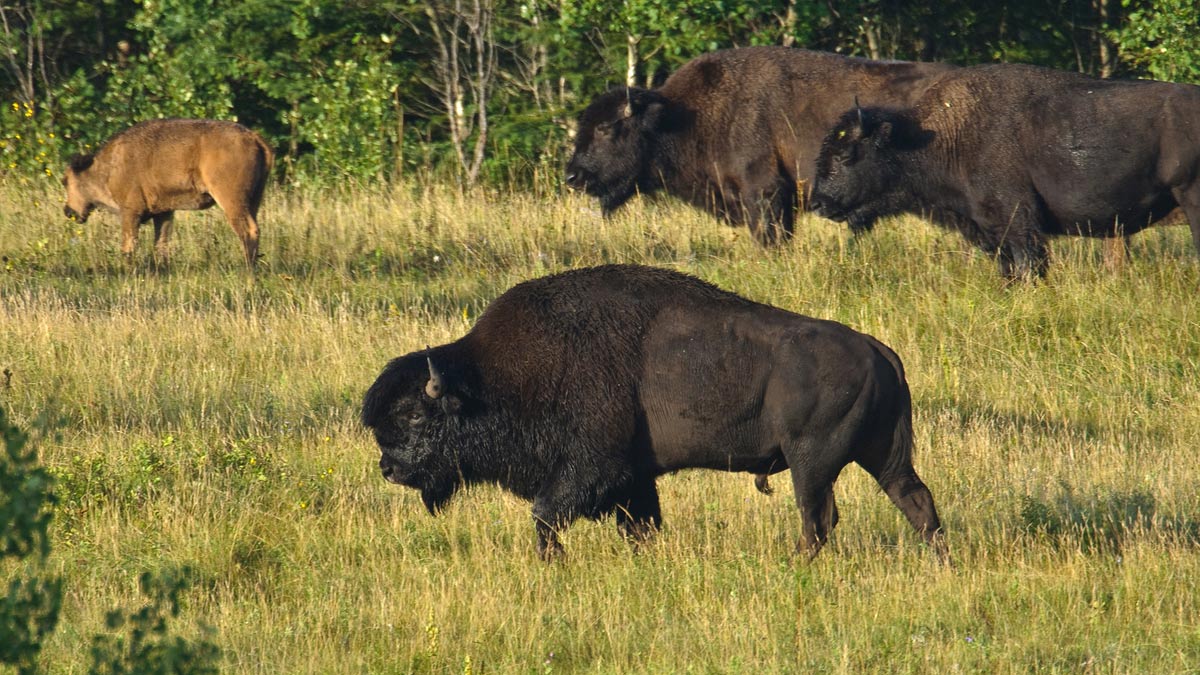 Plains Bison bull, others in background, Stoney Plain Meadows 