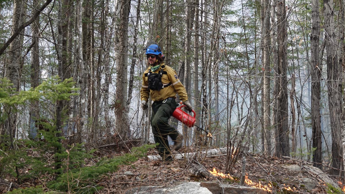 A fire specialist sets vegetation on fire using a drip torch in La Mauricie National Park.