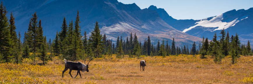 Caribou in a meadow