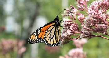 A monarch butterfly perched on Joe Pye Weed.