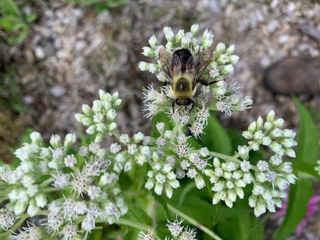 Un bourdon perché sur une fleur d’herbe à souder. 