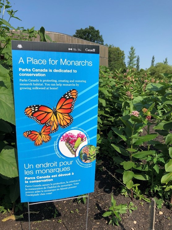 Informational sign about monarch butterfly conservation in a garden setting. The sign, titled A Place for Monarchs, features an image of two monarch butterflies and text in English and French encouraging people to plant milkweed to support monarch habitats. Surrounding the sign, milkweed plants are visible under a sunny sky.