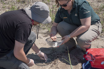 Two people  using a strainer to separate microplastic pellets from beach sand. 
