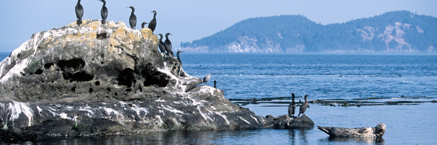 Cormorants and a harbour seal in the shallows.