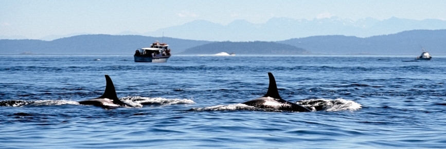 Two surfacing killer whales.