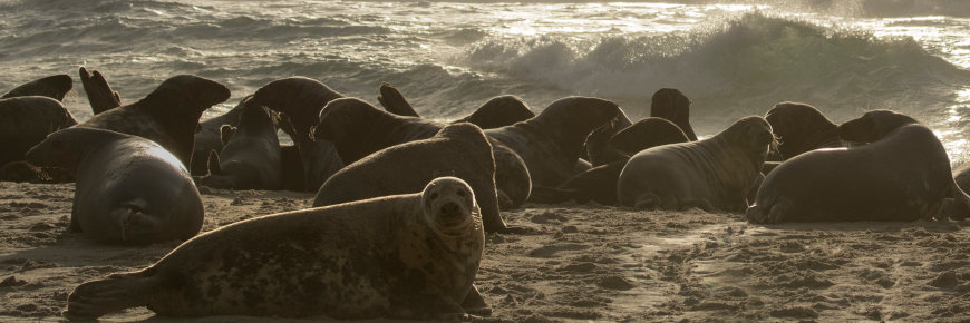 Grey seals seen against a backdrop of breaking surf.