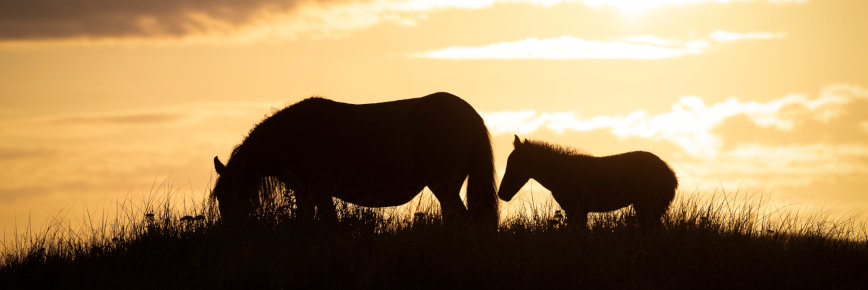 Two Sable Island horses.
