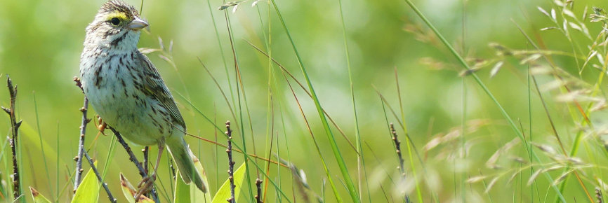 Un petit moineau perché sur une brindille