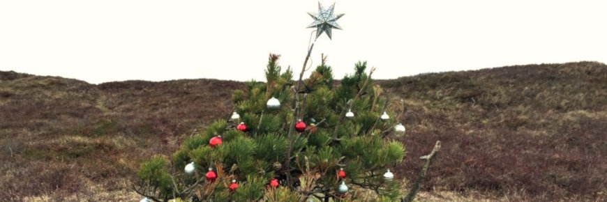 A small pine tree decorated with Christmas ornaments.