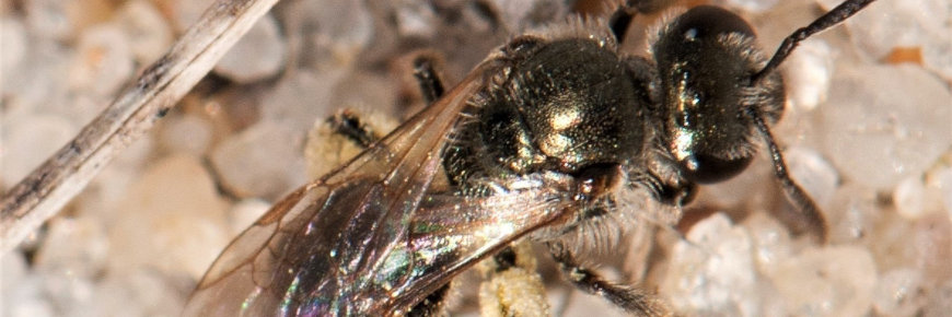 The Sable Island sweat bee.
