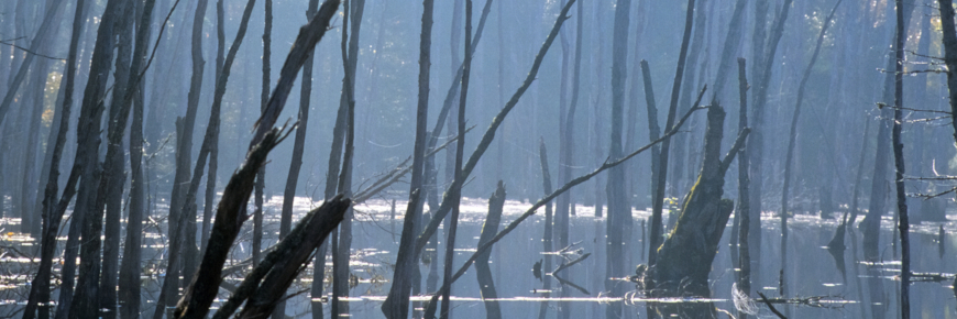 A shallow-water wetland in misty conditions.