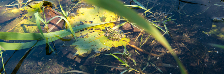 Une grenouille se camouflant sur un nénuphar