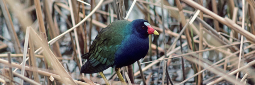 Un oiseau aquatique coloré perché sur de la végétation de milieu humide.