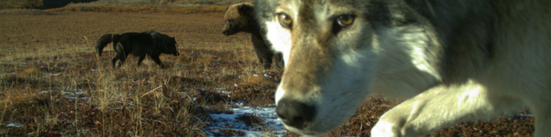 Un gros plan d'un loup devant un ours et un autre loup.