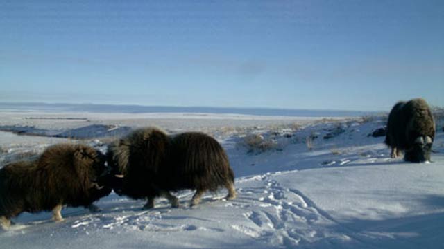 Three musk oxen in snow.