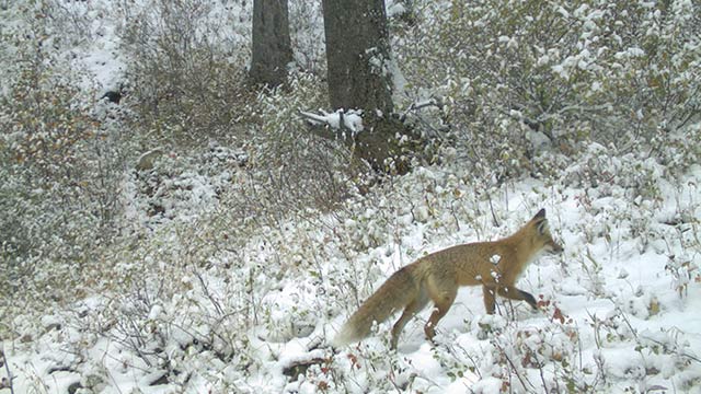 A fox in the snow