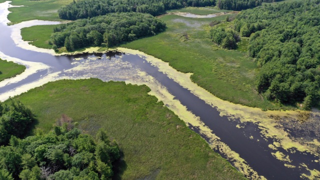 An aerial view of a river running through a lush green wetland. The river contains some green algae.