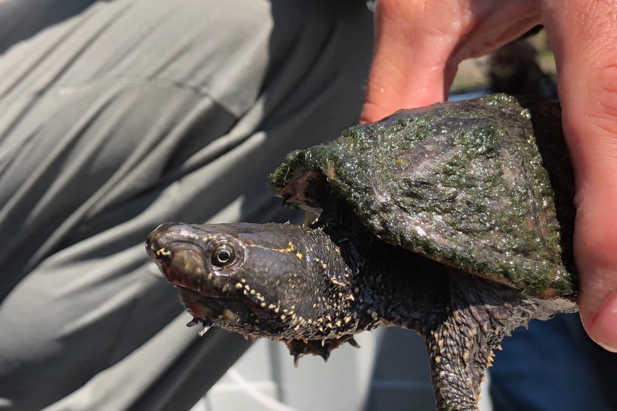 Gros plan de la main d'une personne tenant une petite tortue.