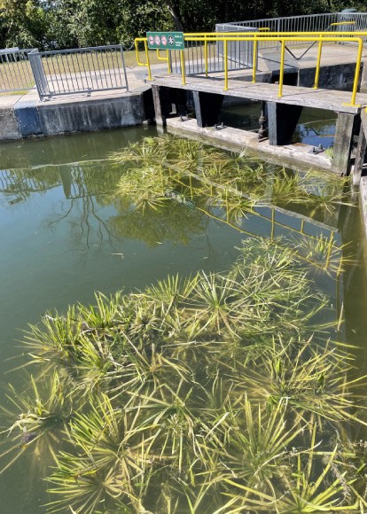 A dense cluster of a semi-submerged aquatic plant near and along a lock in a canal.
