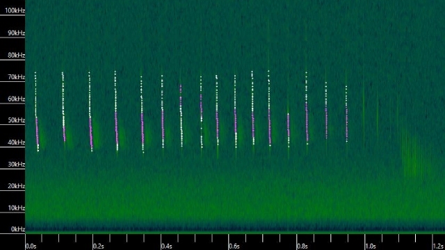 A graph of dotted vertical lines representing the pitch of the bat call pulses (in kilohertz) over time (milliseconds).