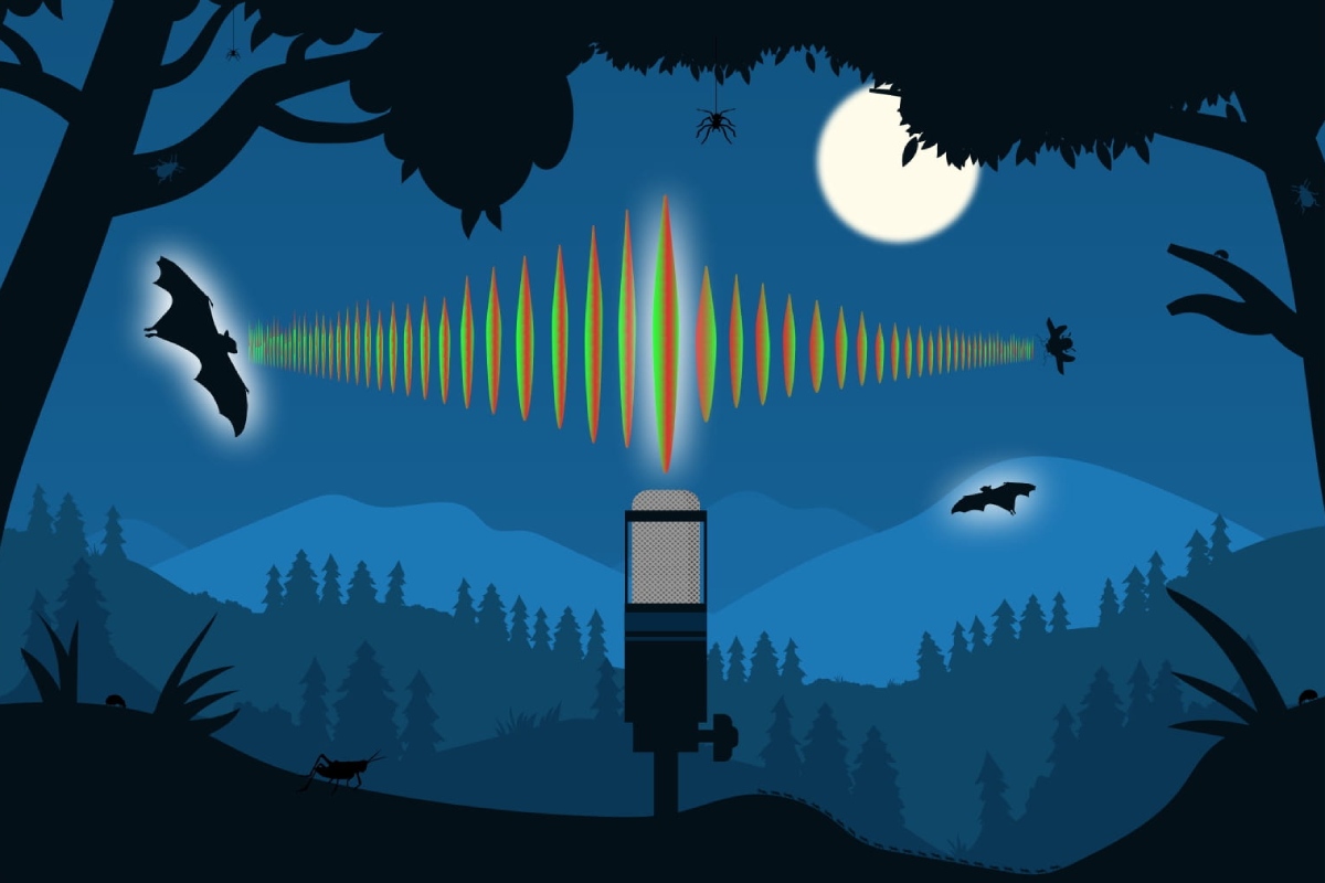 Illustration d’une forêt de nuit. Un microphone capte les fréquences sonores émises par une chauve-souris alors qu’elle chasse un insecte en vol.