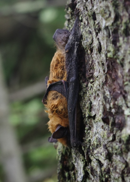 A brown bat faces downwards while resting on a tree with lichen on it.